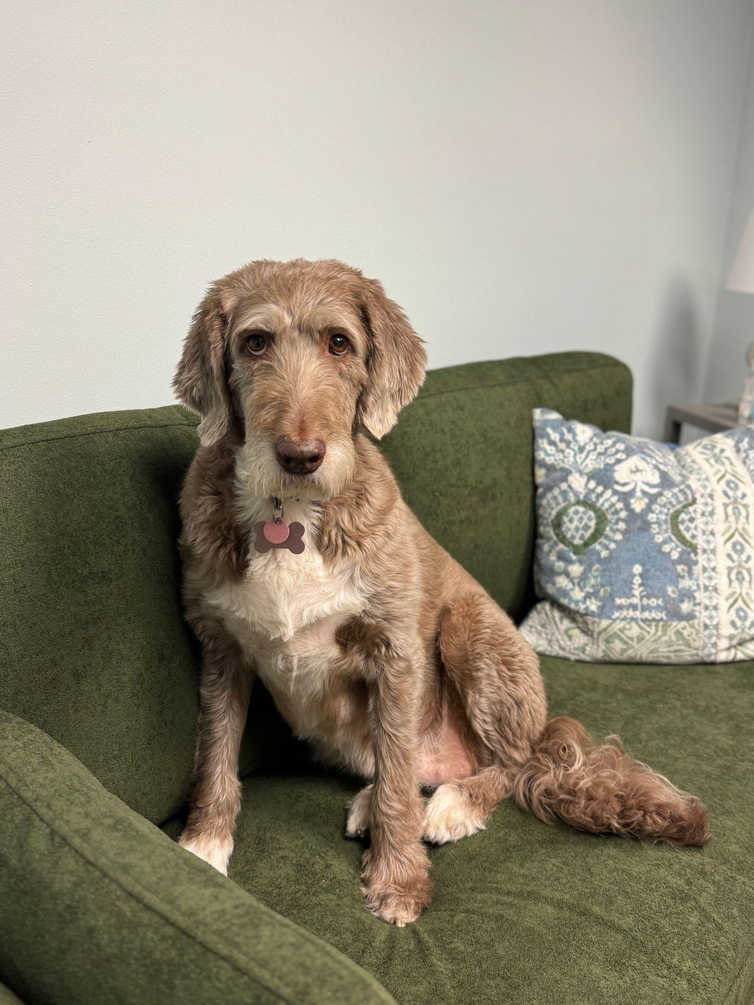 Lily, a light brown Labradoodle therapy dog